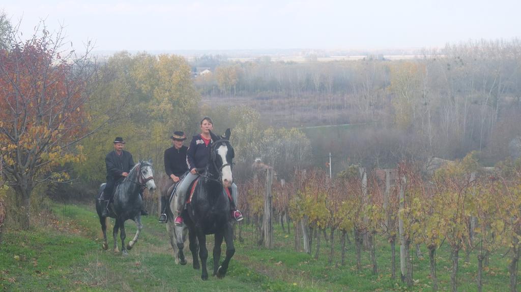 Country House Baranjski Tulipan Draž Екстериор снимка